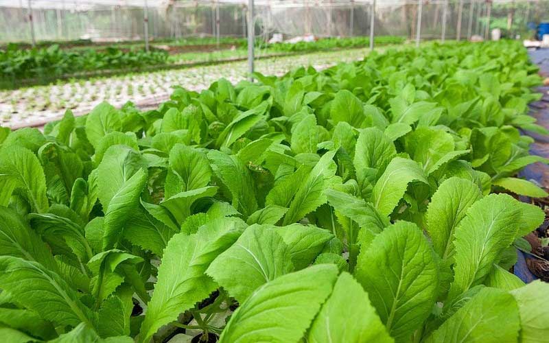 Mua cải ngọt ở đâu, giá bao nhiêu?