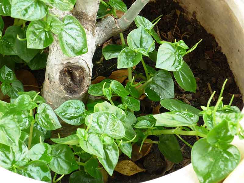 Công dụng của rau càng cua theo Đông y