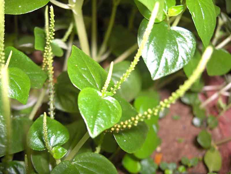 Những lưu ý khi sử dụng rau càng cua