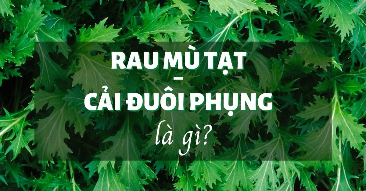 Rau mù tạt - Cải đuôi phụng là gì? Tác dụng của rau mù tạt.