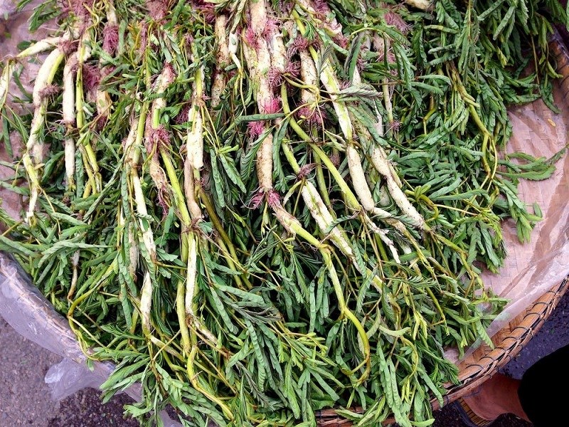 Thành phần dinh dưỡng có trong rau nhút