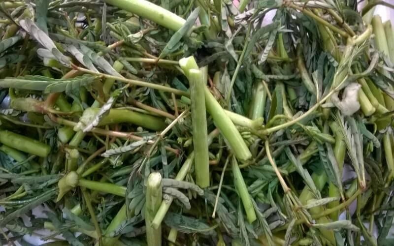 Ăn rau nhút có tác dụng gì?