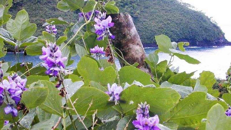 Sâm tố nữ là gì?