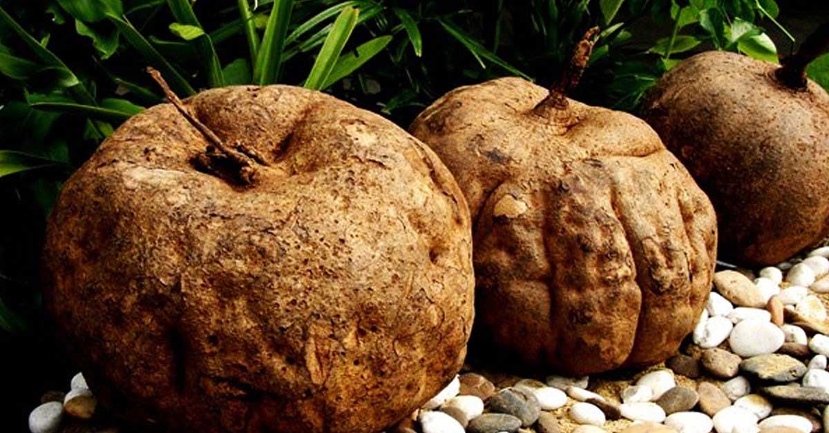 Sâm tố nữ là gì, bao nhiêu tiền? Sâm tố nữ có tác dụng gì? Sâm tố nữ là gì, bao nhiêu tiền? Sâm tố nữ có tác dụng gì?