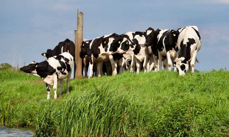 Sữa organic và sữa thường khác nhau như thế nào?