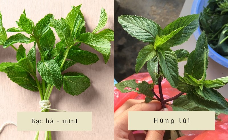 Phân biệt bạc hà và húng lủi