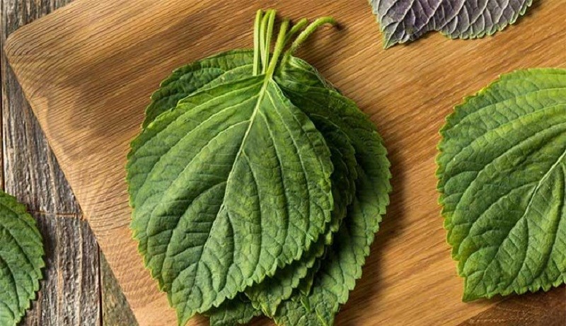 Đặc tính tía tô trong Đông y