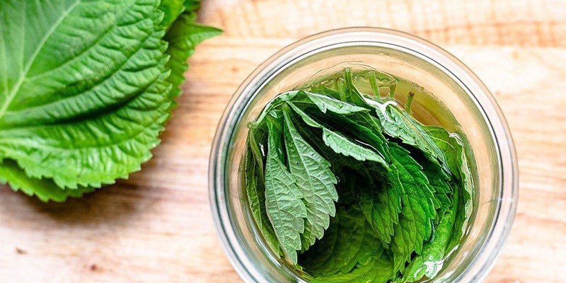 Những lưu ý khi sử dụng tía tô