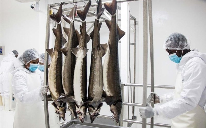 Kỹ thuật chăm sóc khó khăn