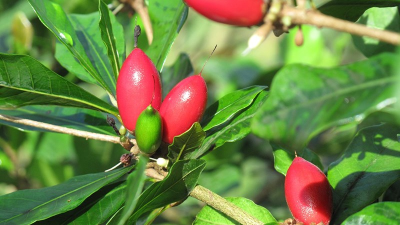 Đặc điểm trái thần kỳ