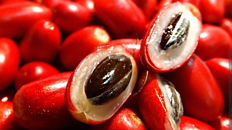 Có phải trái thần kỳ ăn gì cũng ngọt?