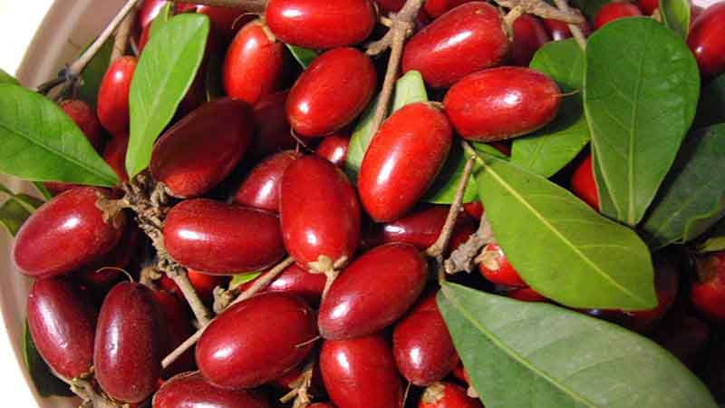 Trái thần kỳ có hại không?