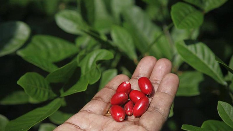 Trái thần kỳ bán ở đâu, giá bao nhiêu?