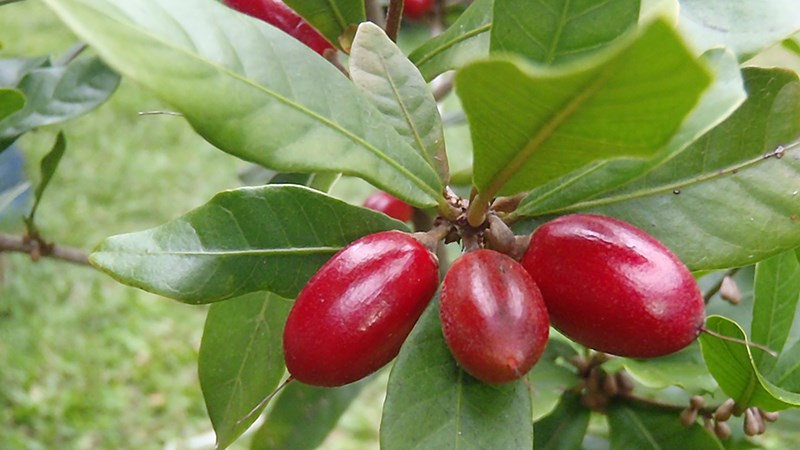 Nguồn gốc trái thần kỳ