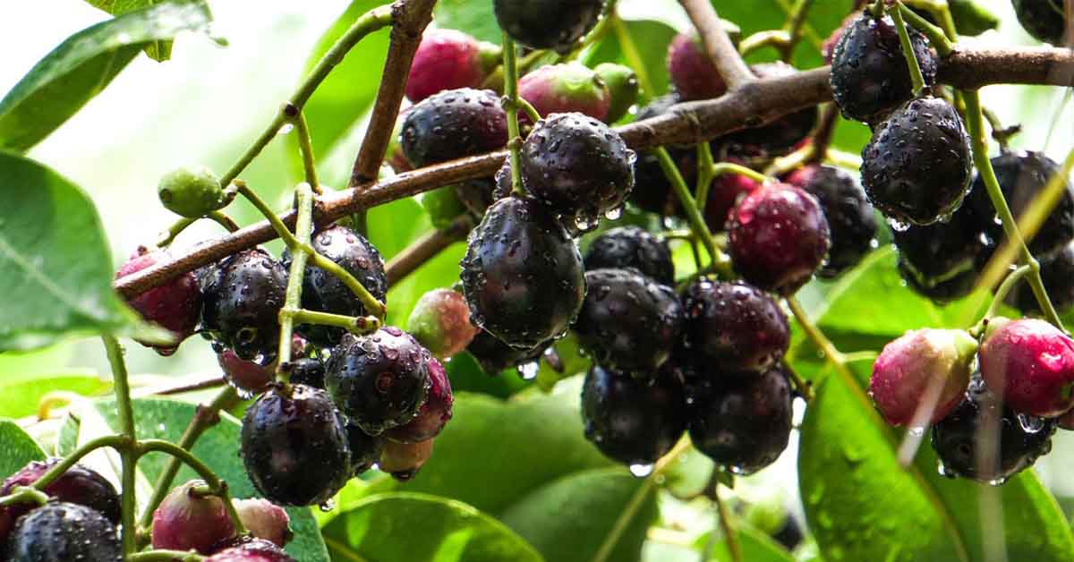 trái trâm có tác dụng gì
