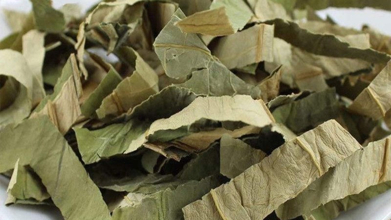 Lá sen mua ở đâu
