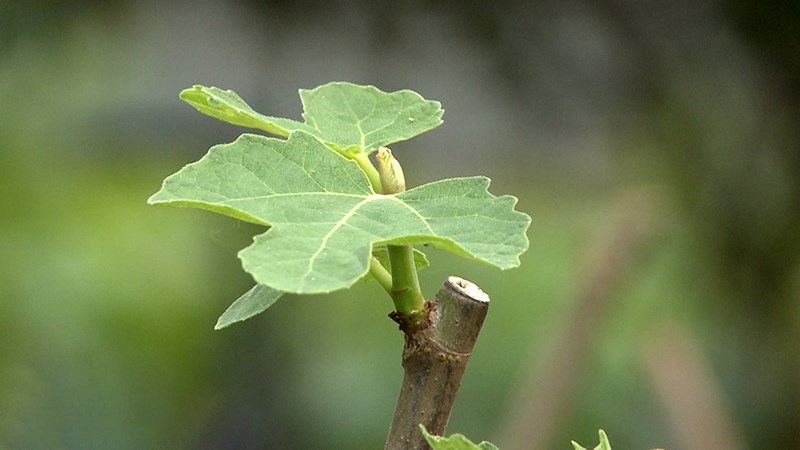 Cách sử dụng quả sung