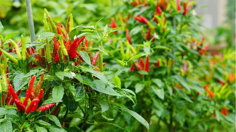 Lá ớt giàu chất dinh dưỡng và vitamin như A và C