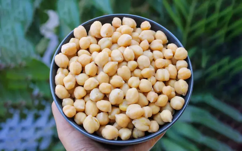Đậu gà chứa purin, một hợp chất có thể tạo thành axit uric