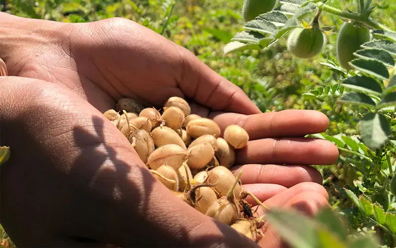 Các hợp chất trong đậu gà có khả năng mở rộng mạch máu
