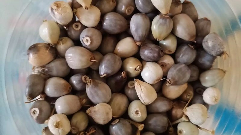 Bo bo cườm (C. lacryma-jobi var. puellarum)