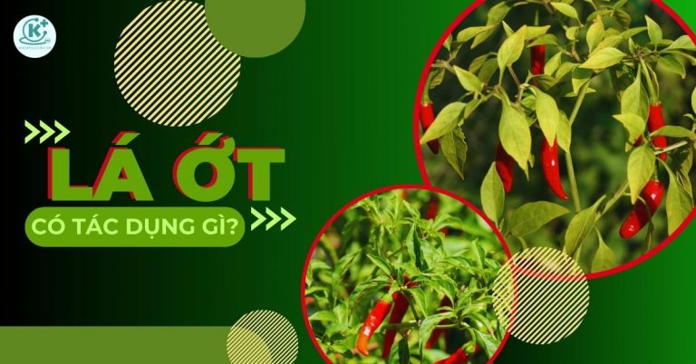 lá ớt có tác dụng gì