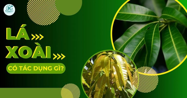 lá xoài có tác dụng gì