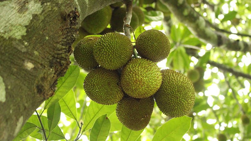 Mít tố nữ giá bao nhiêu?