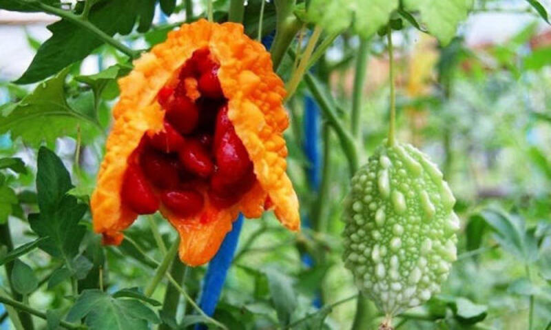Nguồn gốc của mướp đắng