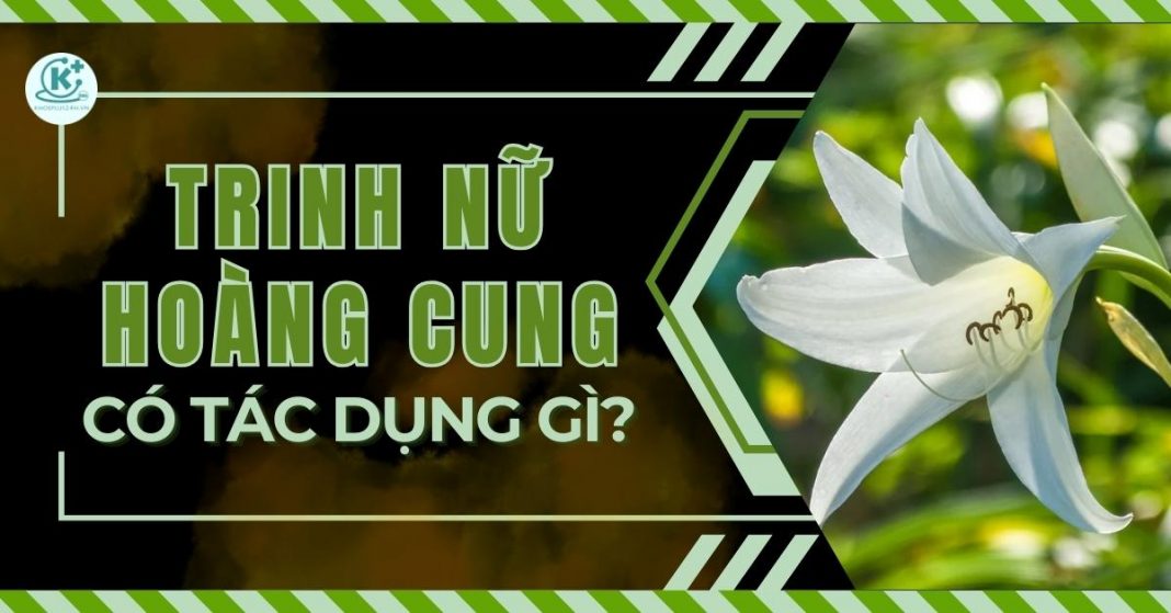 trinh nữ hoàng cung có tác dụng gì