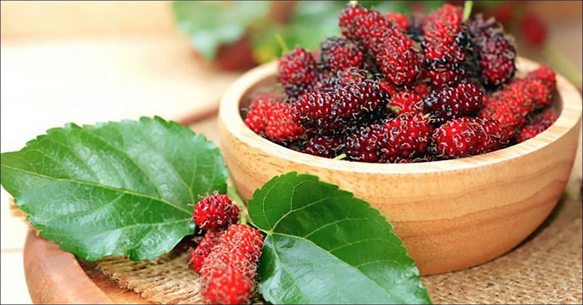 Tác dụng của dâu tằm