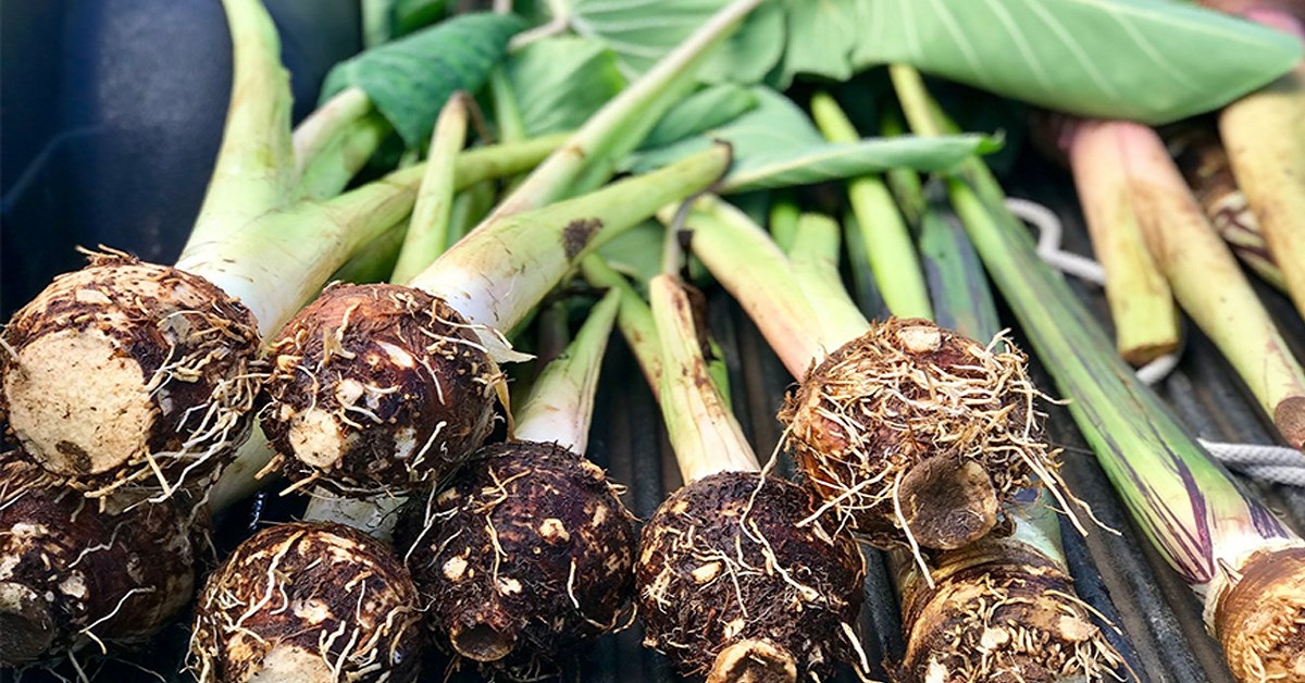 Công dụng của khoai môn