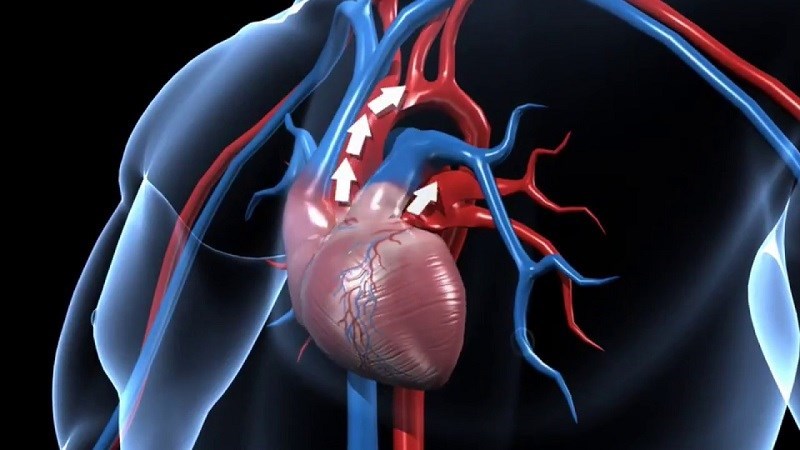 Hạt bí cải thiện sức khỏe tim mạch