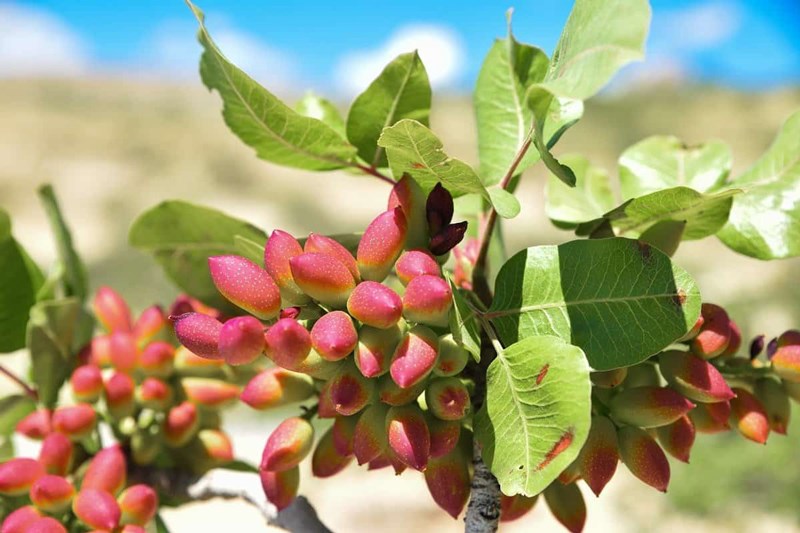 Đặc điểm của hạt dẻ cười