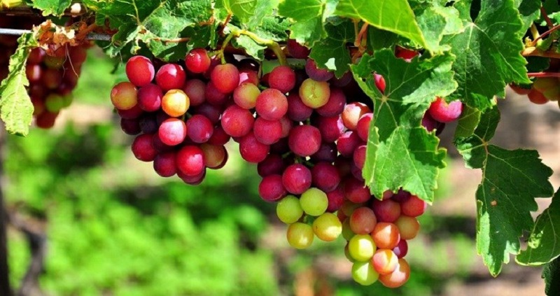 Nguồn gốc và đặc điểm của quả nho