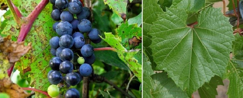 Nho Vitis riparia