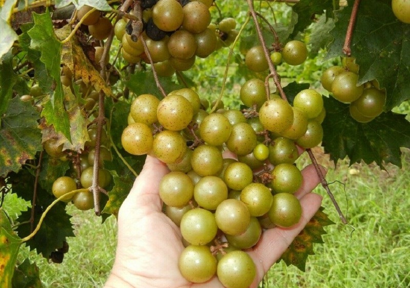 Nho Vitis rotundifolia