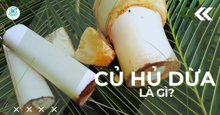 củ hủ dừa là gì
