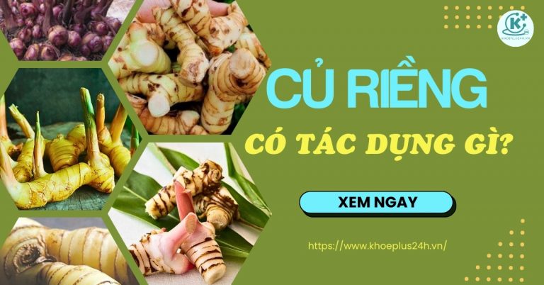 Củ riềng là gì? Củ riềng có tác dụng gì? Lưu ý khi sử dụng