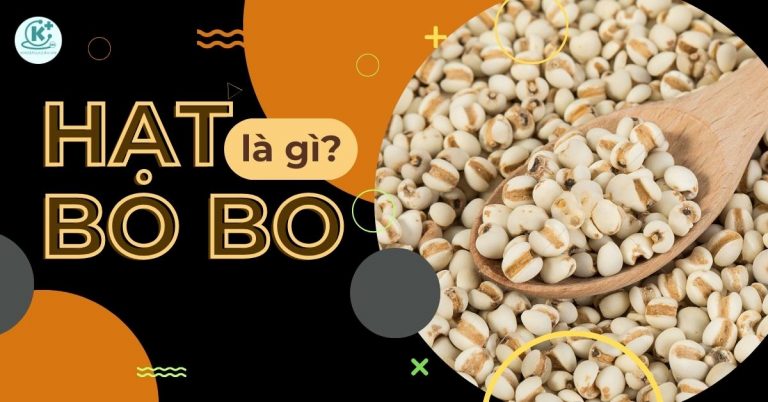 hạt bo bo là gì