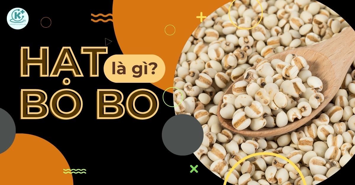 Hat Bo Bo La Gi