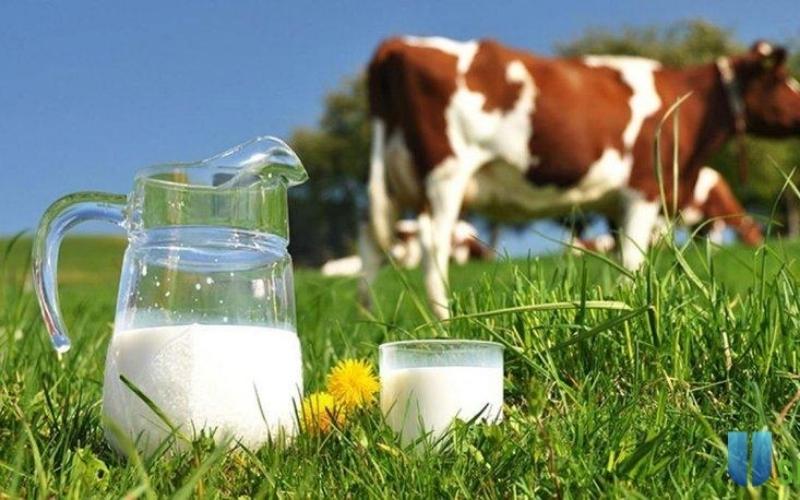 Lợi ích khi sử dụng sữa tươi tiệt trùng