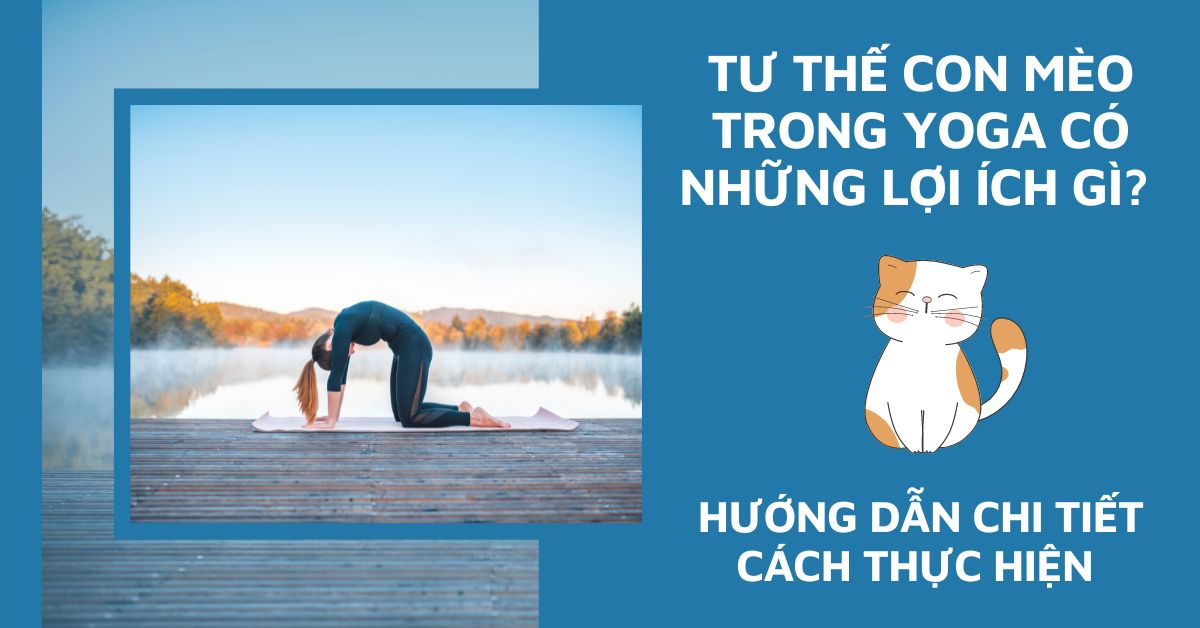 Tư thế con mèo trong yoga
