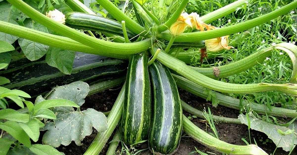 8 công dụng của bí ngòi đối với sức khỏe và các món ăn từ bí ngòi