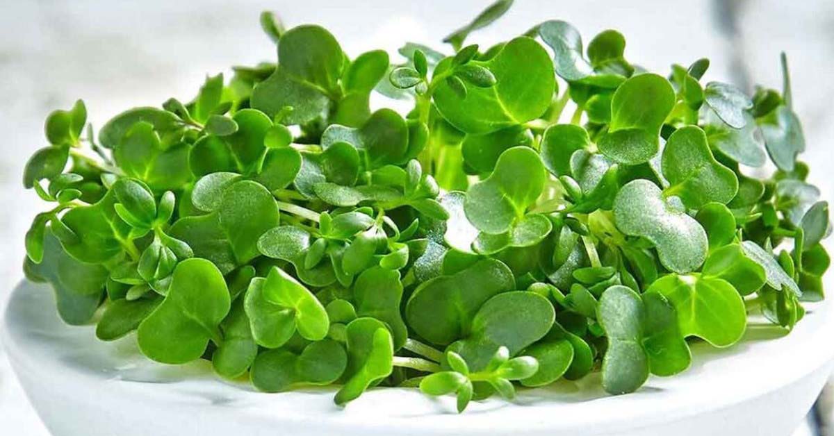 8 tác dụng của cải xoong, lưu ý sử dụng và các món ăn ngon từ cải xoong