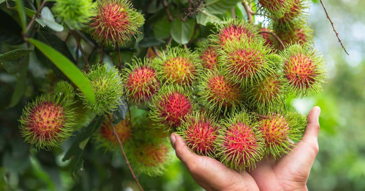 Ăn chôm chôm có tác dụng gì? Cách chọn mua và bảo quản chôm chôm