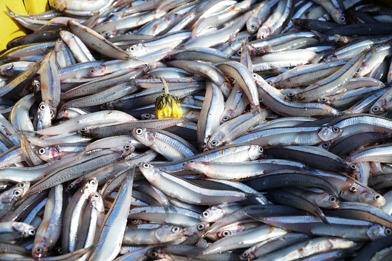 Cá cơm là cá gì?