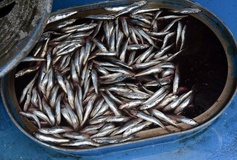 Thành phần dinh dưỡng của cá cơm