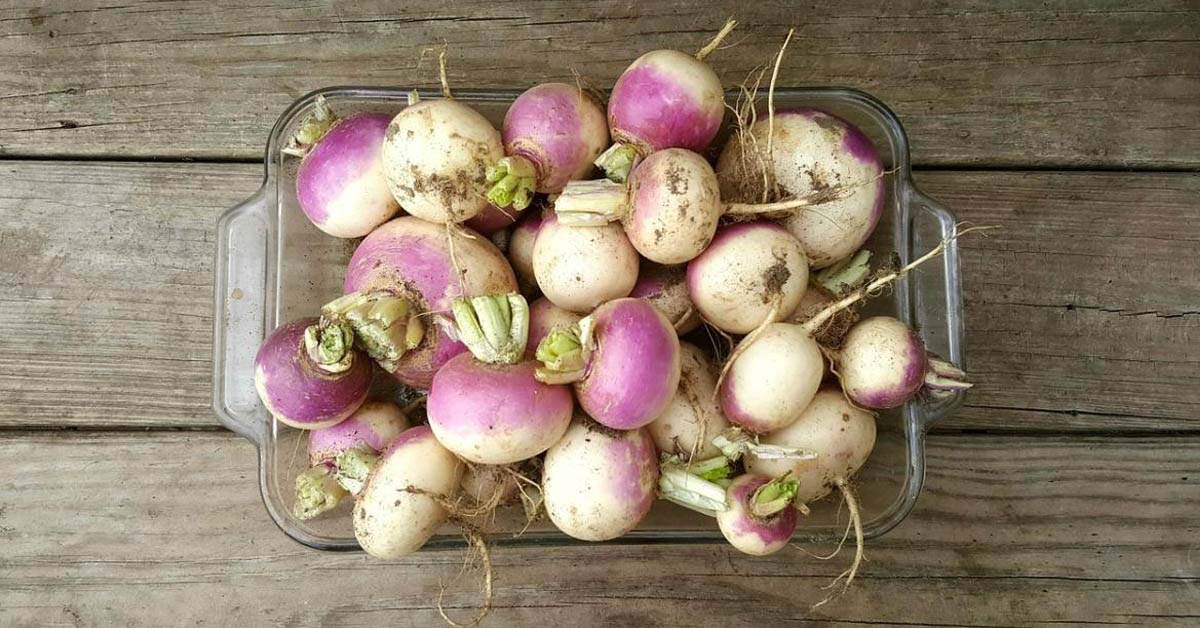 Cải củ turnip là gì? Thành phần dinh dưỡng và tác dụng của cải củ turnip