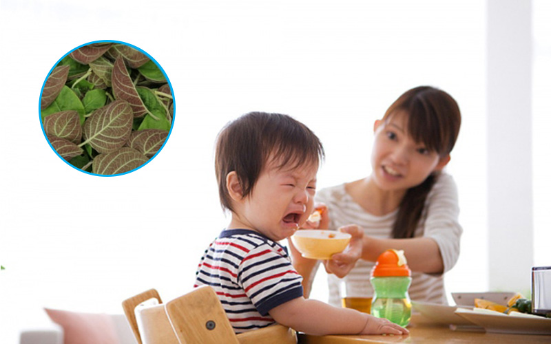 Lá mơ lông có thể trị cam tích ở trẻ nhỏ